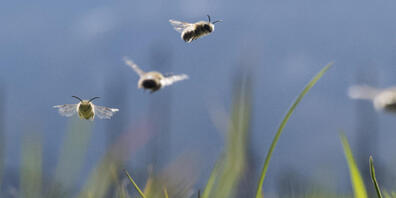 Wildbienen fliegen über eine Wiese in Flanthey VS. (Archivbild)