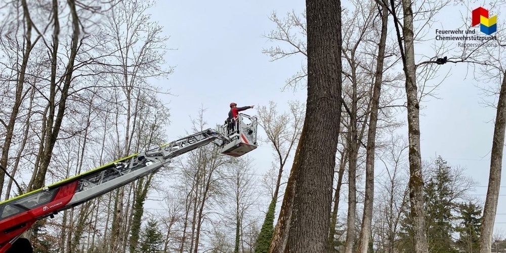 Unter anderem mussten die Rapperswil-Joner Feuerwehrler letzte Woche eine Katze aus einem Baum retten.