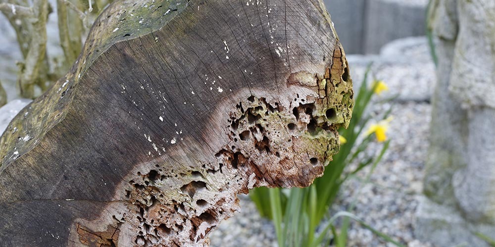 Heutzutage selten: Totholz, ein natürlicher Unterschlupf für vielerlei Insekten. 