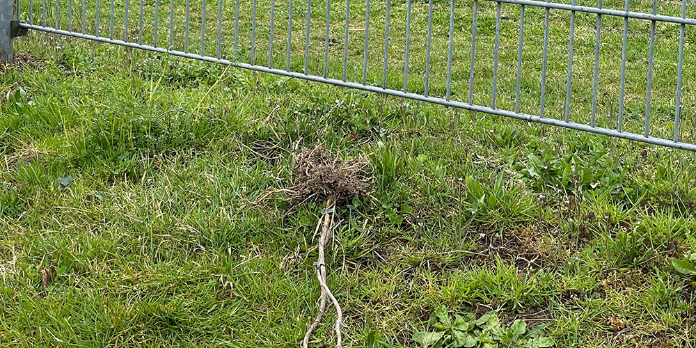Vandalen haben alle Kletterpflanzen herausgerissen. 
