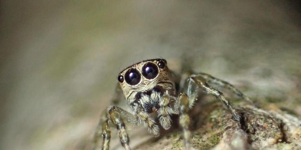 Hübsch ist sie ja, die 50'000. Spinnenart, die die Forscher bisher gefunden und beschrieben haben.