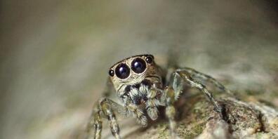 Hübsch ist sie ja, die 50'000. Spinnenart, die die Forscher bisher gefunden und beschrieben haben.