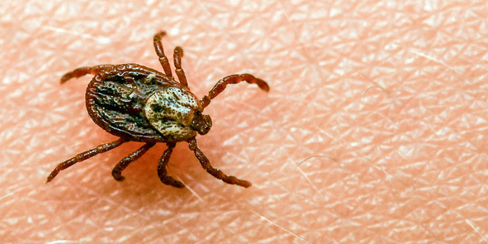 Zecken sind in der Schweiz auf dem Vormarsch. Sind sind laut Suva klein, lästig und nicht ungefährlich. (Archivbild)