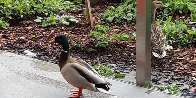 Das Entenpaar verweilt derzeit täglich auf den Sitzplatz in einer Altendörfler Überbauung. 