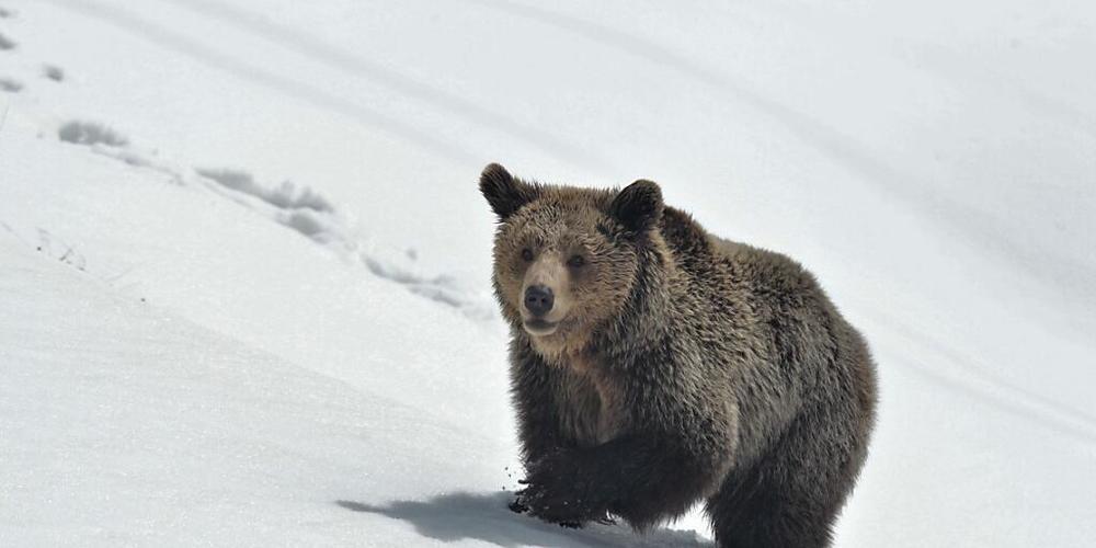 Am Freitag waren die Bären des Arosa Bärenlands erstmals nach der Winterruhe im Schnee unterwegs.