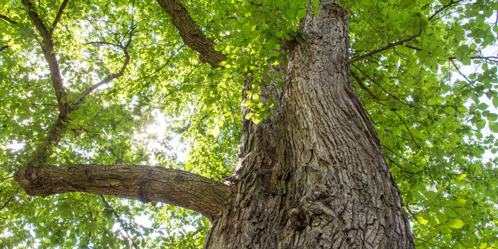 Die Ulme beim Stadthaus Wetzikon muss gefällt werden. (Symbolbild)