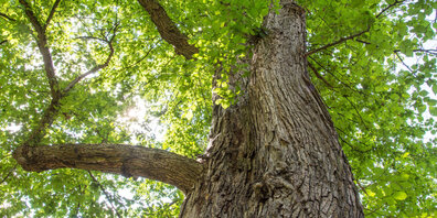 Die Ulme beim Stadthaus Wetzikon muss gefällt werden. (Symbolbild)