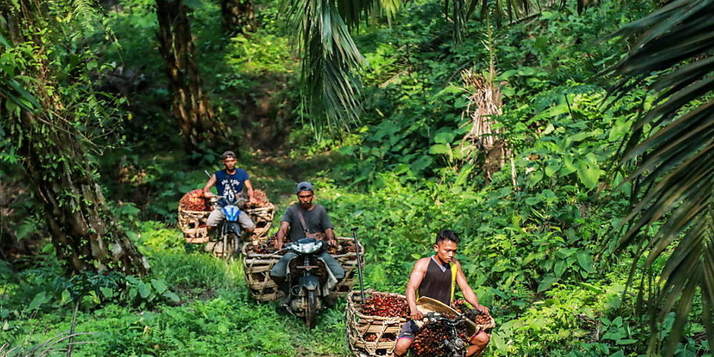 Arbeiter auf einer Palmöl-Plantage in Indonesien (Archivbild).