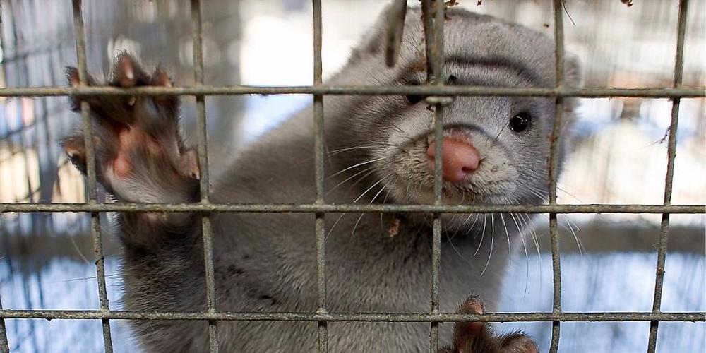 Ein Nerz auf einer Pelzfarm in China. (Archivbild)