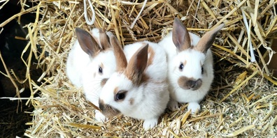 Junge Englische Schecken und viele andere Jungtiere werden die Besuchenden beobachten können.