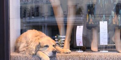 Eine Golden Retriever-Hündin beschäftigt die Waadtländer Staatsanwaltschaft. (Symbolbild)