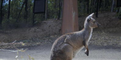 Ein Riesenkänguru hat in Australien versucht, die kleinen Hunde eines 59-Jährigen anzugreifen - der Mann ging dazwischen. (Symbolbild) Foto: Carola Frentzen/dpa