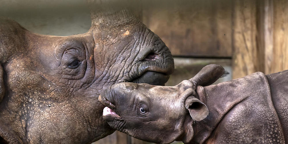 Der junge Panzernashorn-Bulle Tarun mit seiner Mutter Quetta im Zoo Basel.