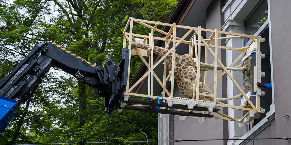 Eine ausgestopfte Giraffe wird aus dem Gebäude des ehemaligen Naturhistorischen Museums transportiert.