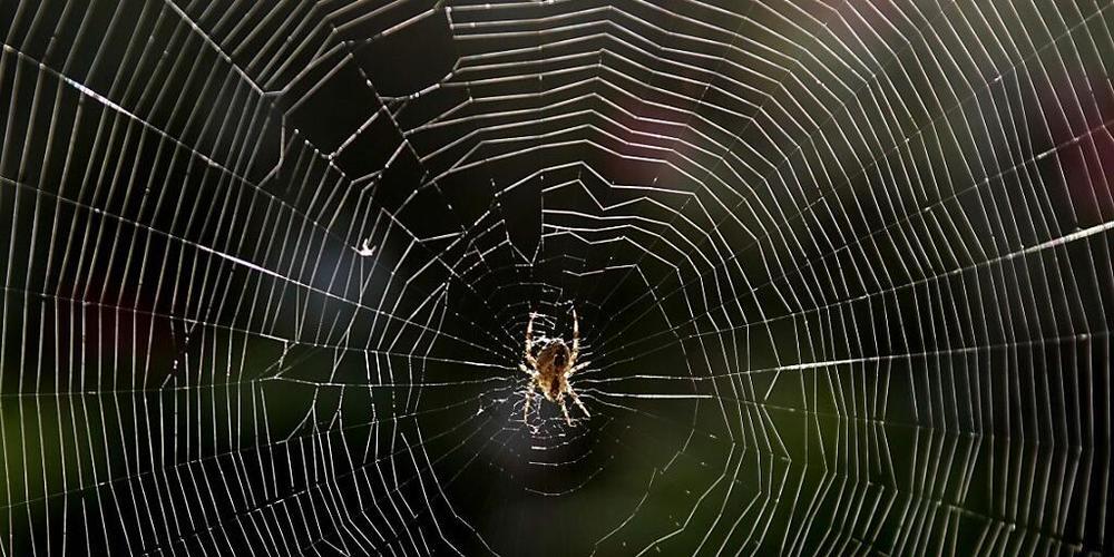 Spinnennetze sind eine ideale Falle für alles, was in der Luft schwebt, auch für Mikroplastikteilchen: eine Spinne baut sich ihr Netz. (Archivbild)