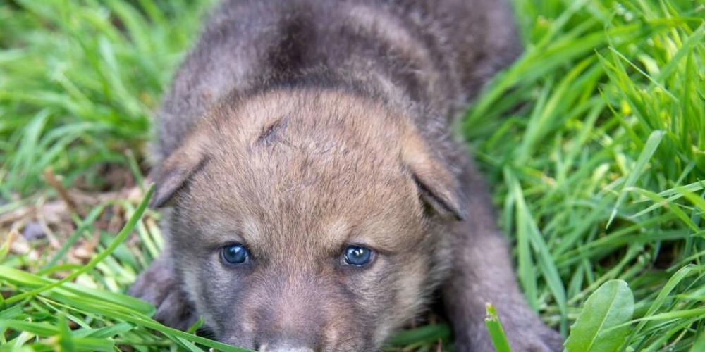 Noch etwas misstrauisch schaut ein junger Wolf in die Welt hinaus.