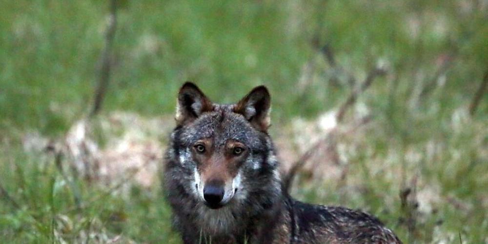 Mit über zehn gerissenen Nutztieren hat ein Wolf im Kanton Uri seine Abschussbewilligung ermöglicht. (Symbolbild)