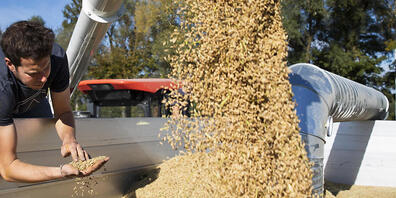 Aufgrund des angekündigten Export-Stopp Indiens und des russischen Angriffskriegs in der Ukraine sind die Getreidepreise zuletzt stark gestiegen. (Symbolbild)