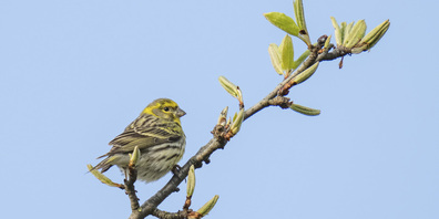 Der Girlitz zählt zu den Vogelarten, die von einem vogelfreundlichen Garten profitieren. In  Bäumen findet er Brutplätze, und die Samen verschiedener Wildpflanzen dienen ihm als  Nahrung.