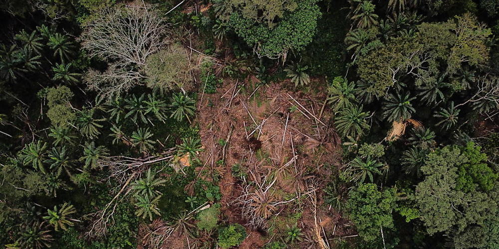 Im Regenwald des Amazonas verschwunden - Journalist und Experte werden vermisst. (Archivbild)