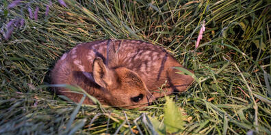 Rehkitze verstecken sich gerne im hohen Gras und riskieren dabei, von Mähmaschinen erwischt zu werden. Der Schweizer Tierschutz fordert deshalb, die Wiesen vor dem Mähen abzusuchen. (Symbolbild)