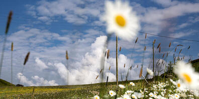 Um die Biodiversität zu erhalten, ist gemäss Fachleuten ein transformativer Wandel zu mehr Nachhaltigkeit notwendig: eine artenreiche Magerwiese im bündnerischen Prättigau. (Archivbild)