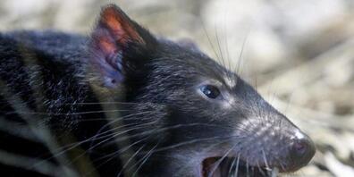 Die fast ausgerotteten Tasmanischen Teufel vermehren sich nun wieder auf dem australischen Festland. (Archivbild)