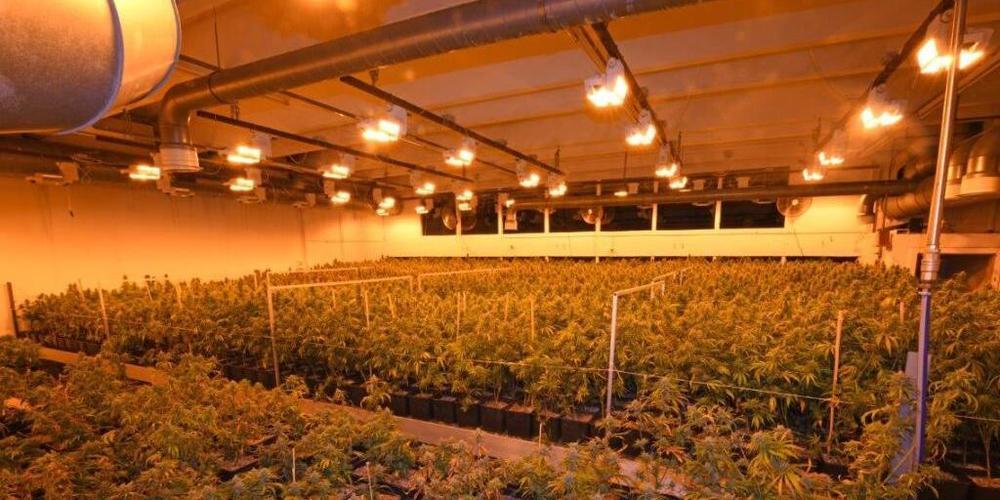 Bei einer Kontrolle entdeckte die Polizei in Herisau eine illegale Indoor-Hanfanlage.
