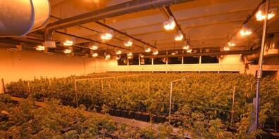 Bei einer Kontrolle entdeckte die Polizei in Herisau eine illegale Indoor-Hanfanlage.