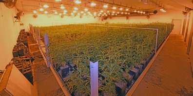 Grosse Indoor Hanfplantage in Herisau sichergestellt.