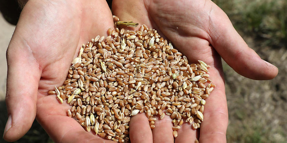 Der Bundesrat hat wegen der schlechten Ernte von 2021 erneut das Zollkontingent für Import-Brotgetreide erhöht. (Archivbild)