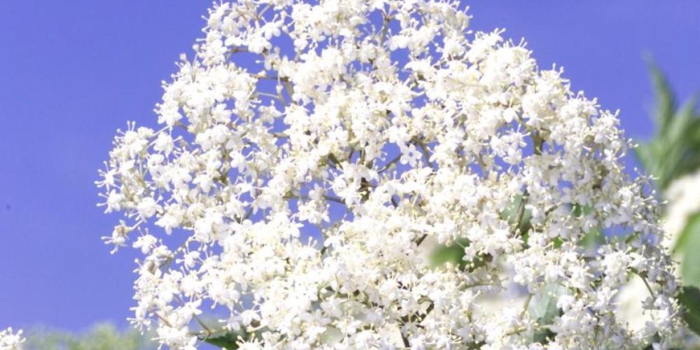 Der schwarze Holunder blühte in diesem Jahr mehr als eine Woche früher als im Schnitt der letzten Jahre. (Symbolbild)