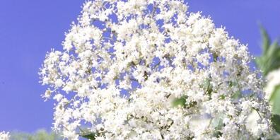 Der schwarze Holunder blühte in diesem Jahr mehr als eine Woche früher als im Schnitt der letzten Jahre. (Symbolbild)