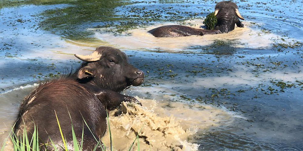 Die Wasserbüffel sind angekommen.