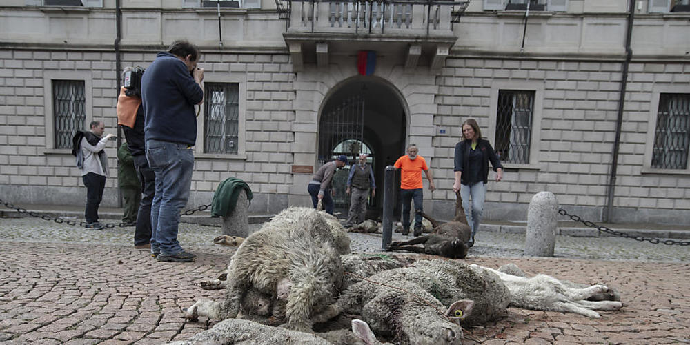Kadaver von Schafen, die von Wölfen gerissen wurden, vor dem Tessiner Regierungssitz. Tessiner Bauern protestierten so am 26. April gegen die Wolfspolitik der Tessiner Regierung. (Archivbild)