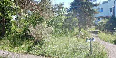 Die 30-jährige, naturnahe Wohnumgebung an der Stählistrasse 39-45 präsentiert sich kurz vor dem ersten Pflegeschnitt von ihrer wilden Seite. 