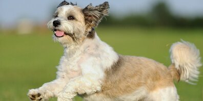 Ein solcher Hund der Rasse Bolonka Zwetna wurde rücksichtslos überfahren (Symbolbild)