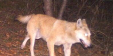 In der Schweiz ist erstmals ein Wolfshybride erlegt worden. Genetische Analysen haben bestätigt, dass es sich bei dem Tier um einen Nachkommen einer Wolfs-Hund-Paarung handelt.