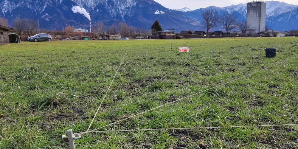 Entnahme von Bodenproben in der Umgebung der KVA Buchs zur Messung der Dioxin-Konzentration.
