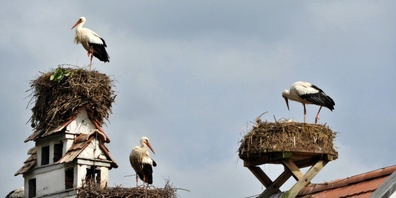 Seit 1965 wurde der Storch zu einem Wahrzeichen von Uznach.
