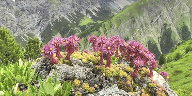 «Sempervivum montanum», eine Hauswurz-Art, welche auch in den Schweizer Alpen zu Hause, aber langfristig durchaus gefährdet ist.  