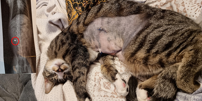 Angeschossener Kater: Auf dem Röntgenbild (links oben) ist das Luftgewehrprojektil, welches Kater Simba getroffen hat, deutlich zu sehen. Simba befindet sich mittlerweile wieder auf dem Weg der Besserung.