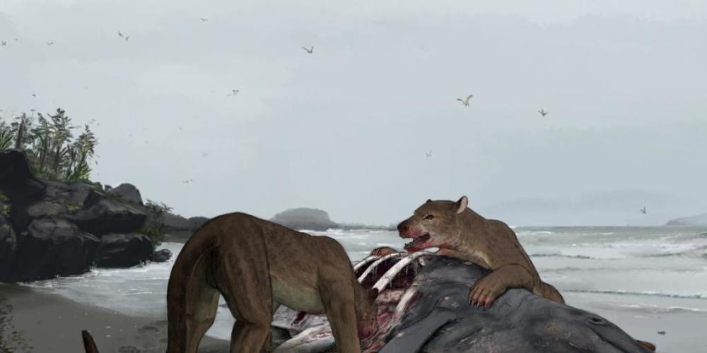 Zwei Bärenhunde vertilgen einen gestrandeten Delfin: Paläontologen haben eine neue Gattung und Art aus der Gruppe dieser Grossraubtiere beschrieben.