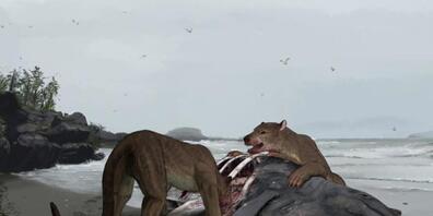 Zwei Bärenhunde vertilgen einen gestrandeten Delfin: Paläontologen haben eine neue Gattung und Art aus der Gruppe dieser Grossraubtiere beschrieben.