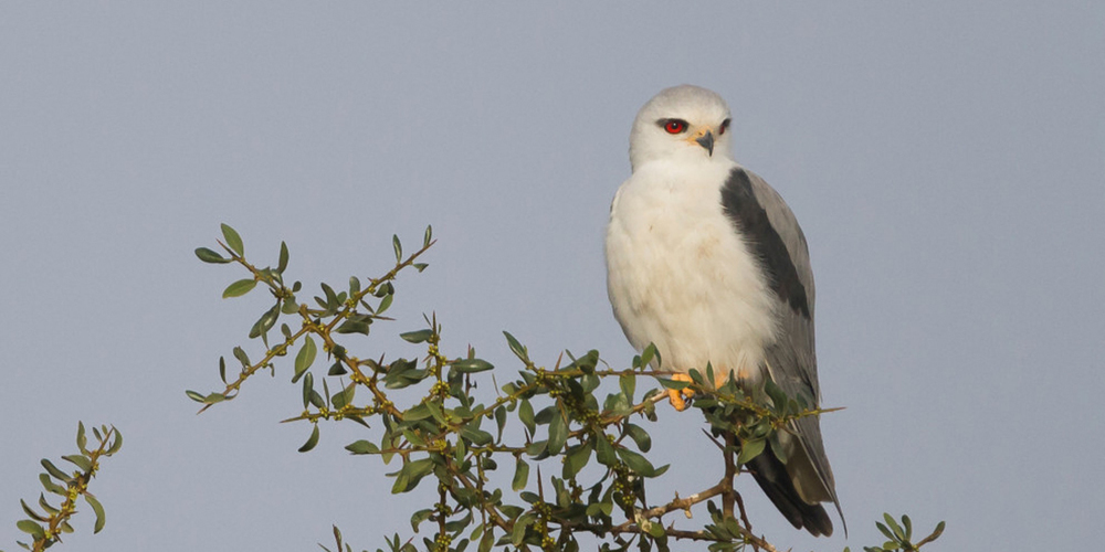 Der turmfalkengrosse Gleitaar ist mit seiner reinweissen Unterseite, der blaugrauen Oberseite und den bernsteinfarbenen Augen eine prächtige Erscheinung. Der ehemals sehr seltene Gast wird mittlerweile alljährlich in der Schweiz beobachtet.