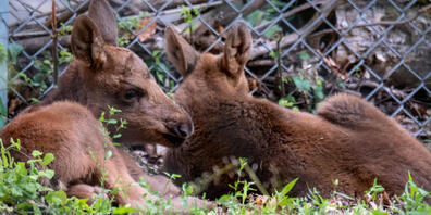 Die zwei jungen Berner Elch-Zwillinge.