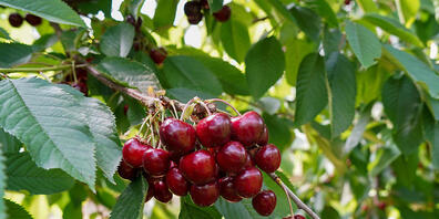 Reichlich vorhanden und gut: Das gilt laut Obstverband für die Schweizer Kirschen von diesem Jahr.