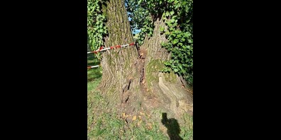 Am Stammfuss der mehrstämmigen Weide hat sich ein grosser Riss gebildet, der Baum droht auseinander zu brechen. 