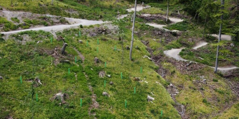 Nach dem Sturm erholt sich der Wald aus eigener Kraft. Ergänzend dazu hat Grün Stadt Zürich Bäume gepflanzt, die mit der zunehmenden Hitze und Trockenheit besser zurechtkommen.
