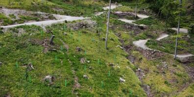 Nach dem Sturm erholt sich der Wald aus eigener Kraft. Ergänzend dazu hat Grün Stadt Zürich Bäume gepflanzt, die mit der zunehmenden Hitze und Trockenheit besser zurechtkommen.